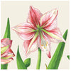 Amaryllis Blooms Cocktail Napkins - Juniper Collective LLC