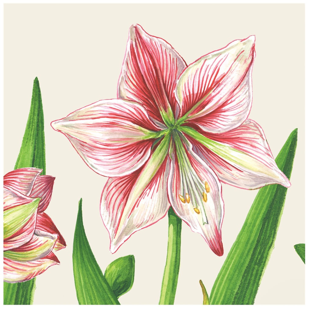 Amaryllis Blooms Cocktail Napkins - Juniper Collective LLC