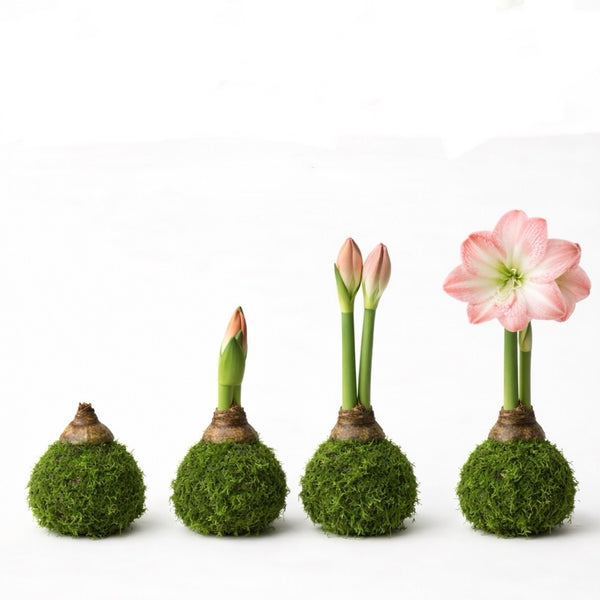 Amaryllis Gift Bulbs - Juniper Collective LLC